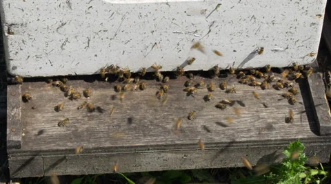 Honey bees at hive Video stock 34145215