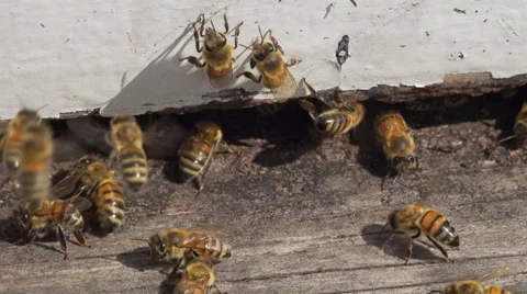 Honey bees at hive Video stock 34455884