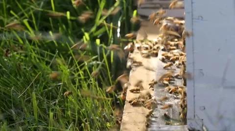 HONEY BEES AT HIVE Stock Footage 41436841