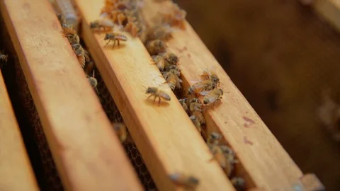 Honey bees in hive Stock Footage 111992467