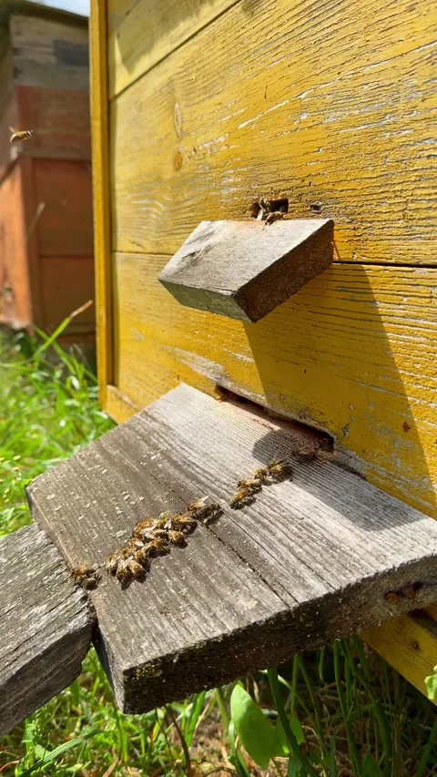 Honey bees in a hive Stock Footage 325744710