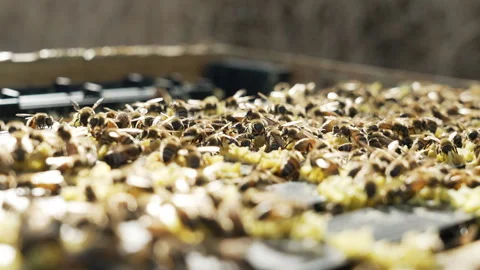 Honey bees hive frame closeup Video stock 279115098