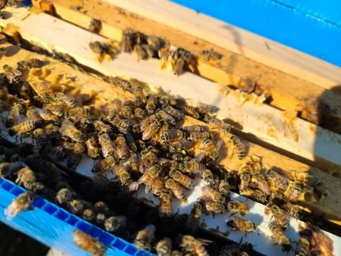 Honey bees on hive Stock Photos