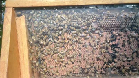 Honey bees in Hive as seen through glass plate Stock Footage 311282384