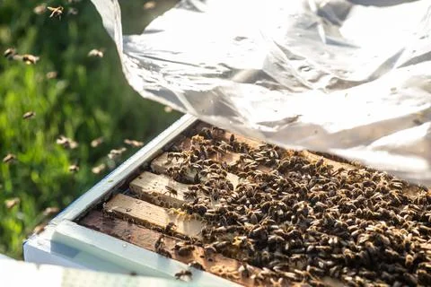 Honey bees in a hive, showing frames with the fragrant and delicious honey Stock-Fotos