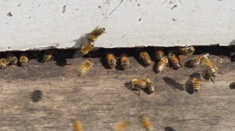 Honey bees at hive Slow Motion Video stock 34145402