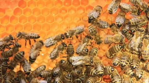 Honey bees in honeycomb Stock Footage 49657327