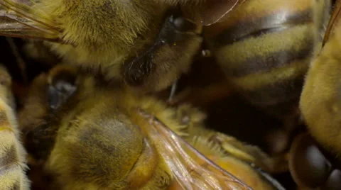 Honey bees on honeycomb Stock Footage 50174355