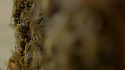Honey bees on honeycomb Stock Footage 50174525