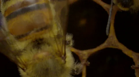Honey bees on honeycomb Stock Footage 50174570