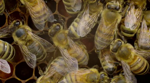 Honey bees on honeycomb Stock Footage 50175330