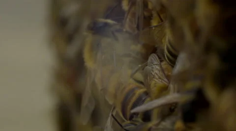Honey bees on honeycomb Stock Footage 50175347