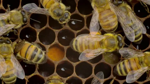 Honey bees on honeycomb Stock Footage 50176433