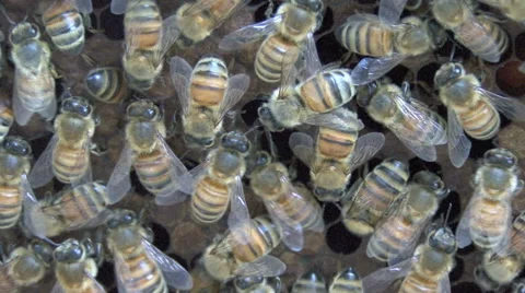 Honey bees on a honeycomb. 스톡 동영상 64803699