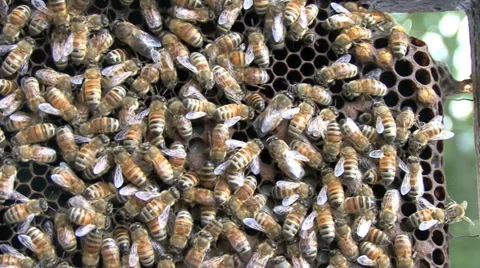 Honey bees on a honeycomb Stockbeeldmateriaal 64803787