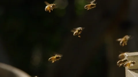 Honey bees hovering in the mid air Stock Footage 103788820