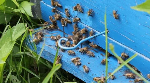 Honey bees infront of beehive Stock Footage 40674464