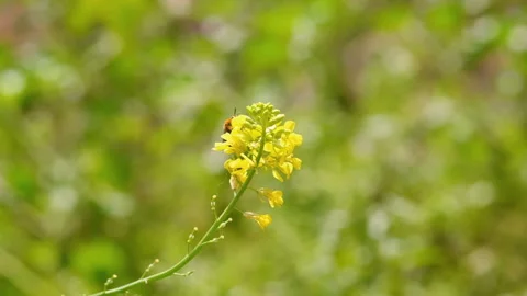 Honey bees insect flying while collect pollen on spring flower,animal wildlife Video stock 201996406