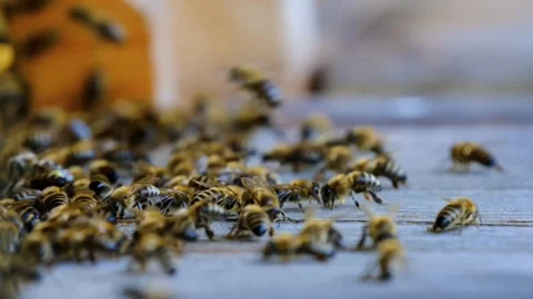 Honey bees insect Stock-Footage 270089192
