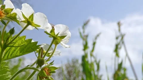 Honey bees insect pollinate white strawberry flowers by collecting pollen Stock Footage 205080791