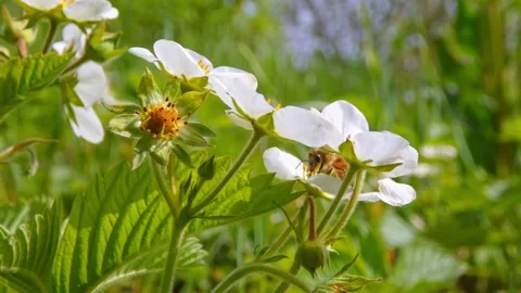 Honey bees insect pollinate white strawberry flowers by collecting pollen Stock Footage 205081614