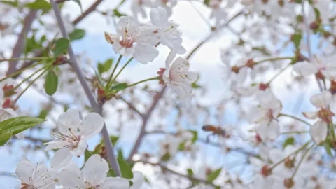 Honey bees insects collect pollen and pollinates cherry blossoms in spring time Video stock 233504635