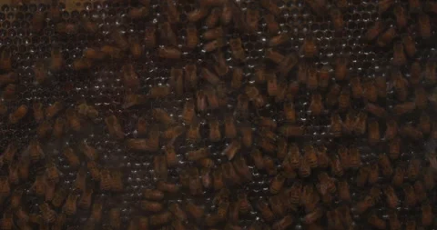 Honey Bees Inside the Hive Stock Footage 329315564