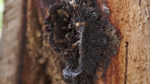 Honey bees (Kelulut) Stock Footage 66423643