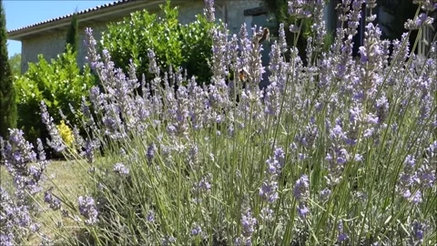 Honey bees on lavendar Stock Footage 144554691