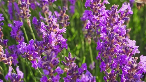 Honey Bees on a lavender flower Stockbeeldmateriaal 150165682