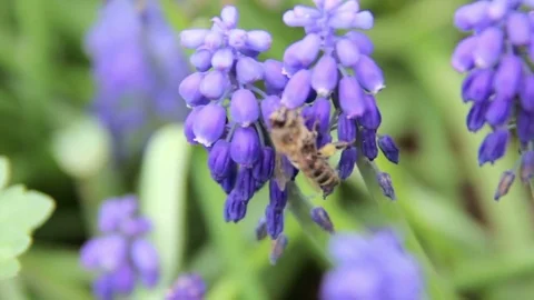 Honey bees on lavender plant Video stock 74635762