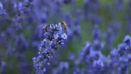 Honey Bees On Lavender Plant, Slow Motion Stock Footage