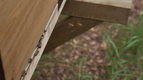 Honey bees leaving hive Stock Footage 313602006