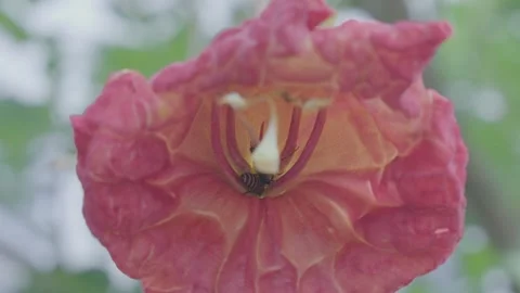 Honey bees looking for pollen and nectar on flowers in the morning 動画素材 326098879