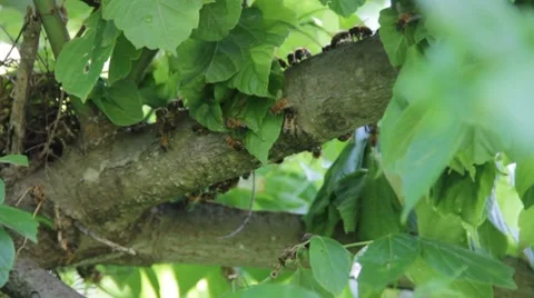 Honey bees making a nest Stock Footage 8145460