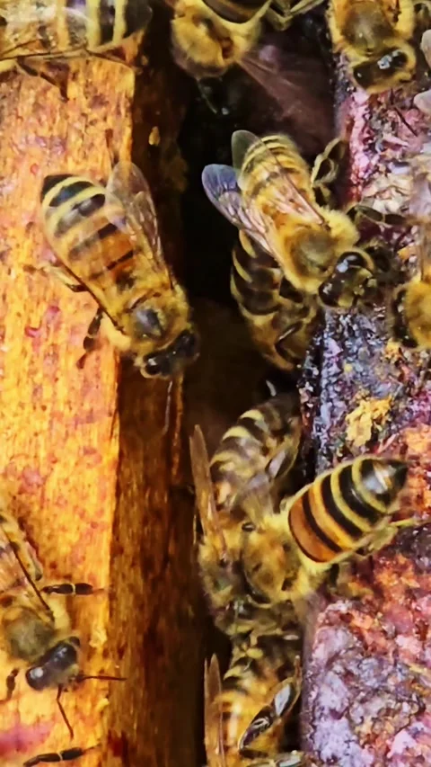 Honey bees moving between hive frames vertical close up Stock Footage 334156047
