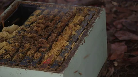 Honey bees in an open bee hive Stock Footage 54261901
