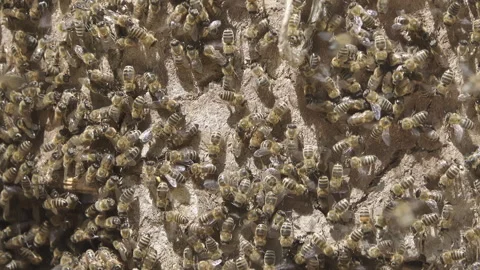Honey bees outside bee hive Stock Footage 132464660