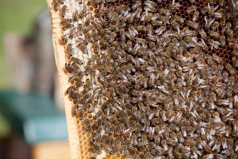Honey bees Fotos de archivo