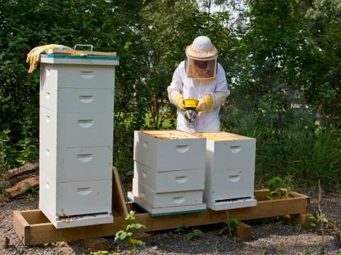 Honey Bees Stock Photos