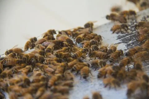 Honey Bees Foto stock