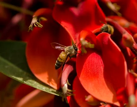 Honey bees 库存照片