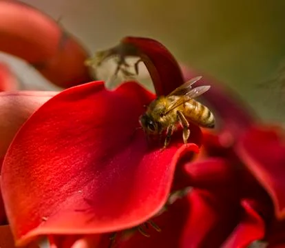 Honey bees 库存照片