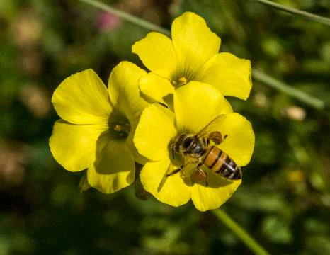Honey bees Foto stock