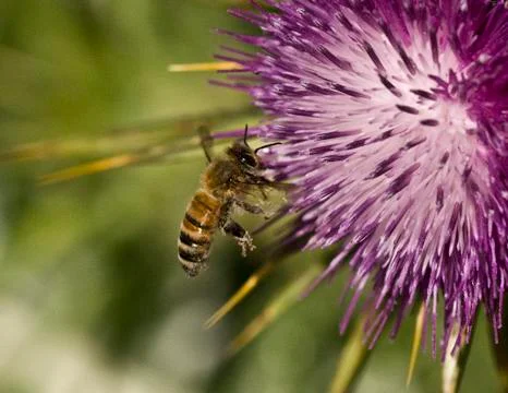 Honey bees 库存照片