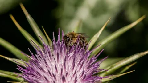 Honey bees Foto stock