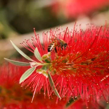 Honey bees Foto stock