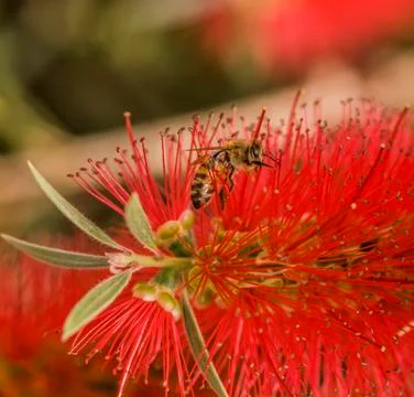Honey bees 库存照片