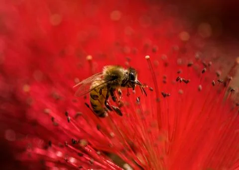 Honey bees 库存照片