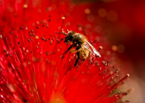 Honey bees 库存照片